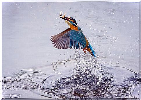 Kingfisher hunting