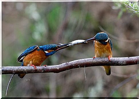 Kingfisher fishing