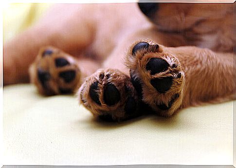 Curiosities about the dog's paws