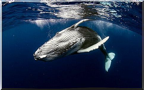 Curiosities about whales