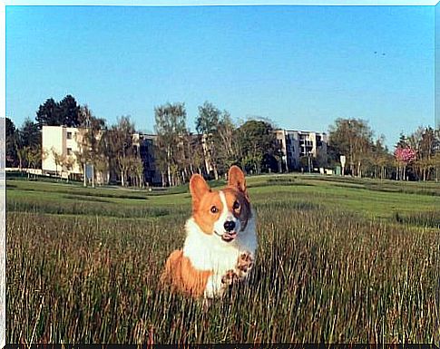 Dead Loki, one of the most famous dogs on the web