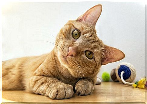 Deafness in cats: everything you need to know