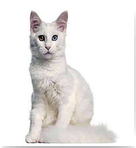 a white cat with different colored eyes