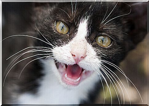 Dental care in cats