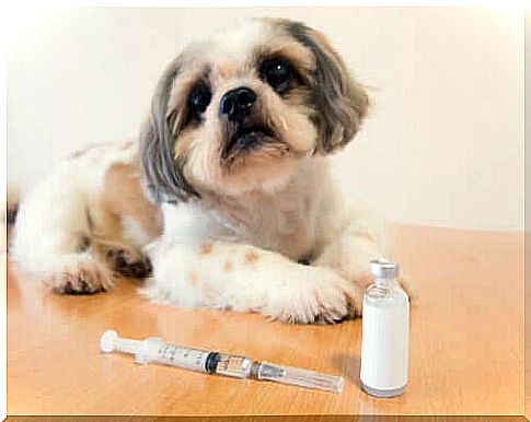 Dog suffering from diabetes with insulin