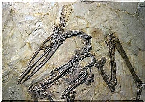 Did you know that pterosaurs are not dinosaurs?