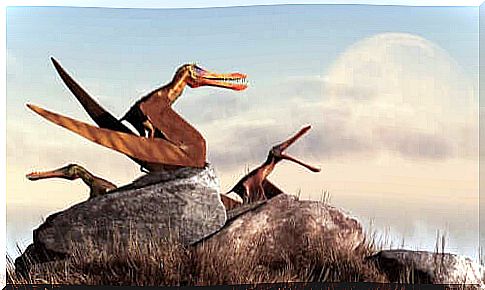 Pterosaurs on a rock