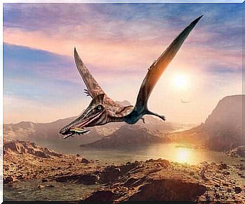 Pterosaur on the hunt