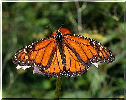 Discovering the most fascinating butterflies in the world