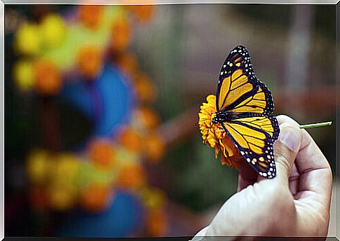 a small yellow and blue butterfly on a hand held flower