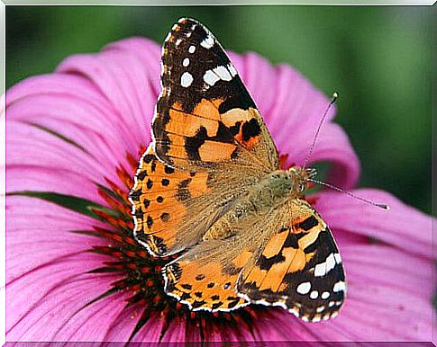 una fantastica farfalla arancione su un fiore viola