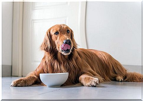 Diseases caused by poor nutrition in dogs and cats