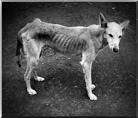 Malnourished dog