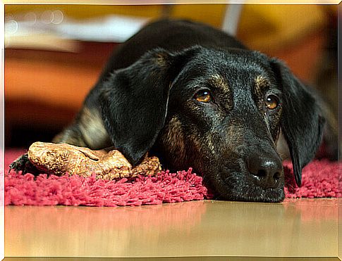 Le malattie che l'uomo può trasmettere al cane