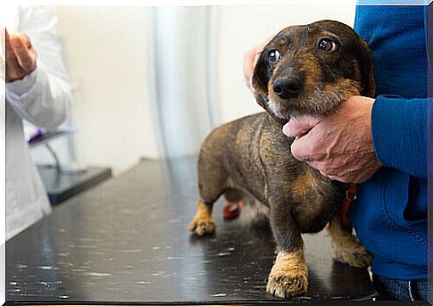 Diseases that humans can transmit to dogs