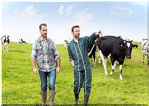 farmer and veterinarian check the grazing cows