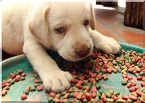 Does your dog eat too much?  Here's how to help him