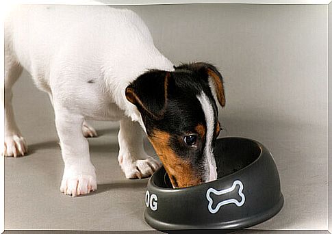 dog-eats-in-the-bowl