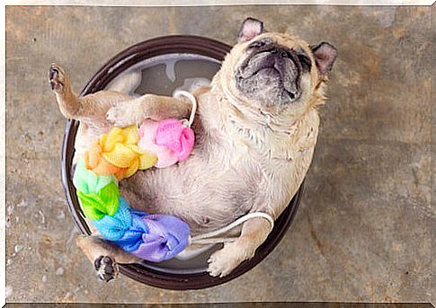 Dog bath: when should we do it?