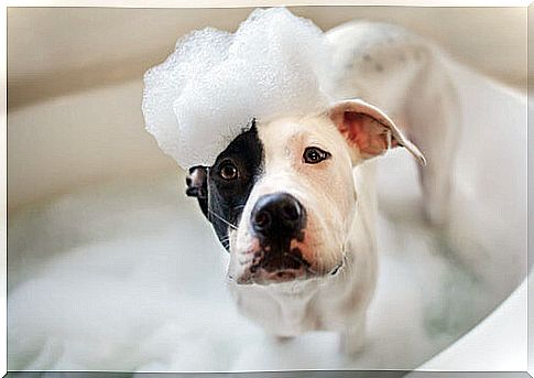 Dog taking a bath.