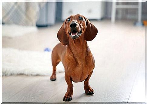 Dachshund