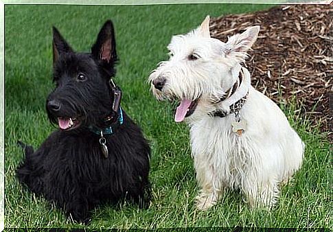 Two scottish terriers