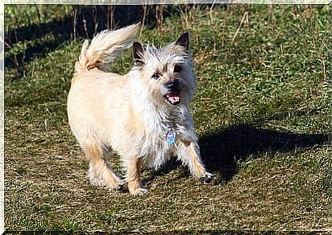 Cairn terrier