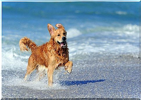 golden-retriever-beach