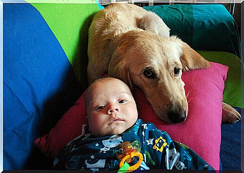 dog-and-baby