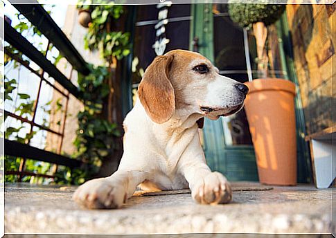 Dogs alone in the house, make them happy