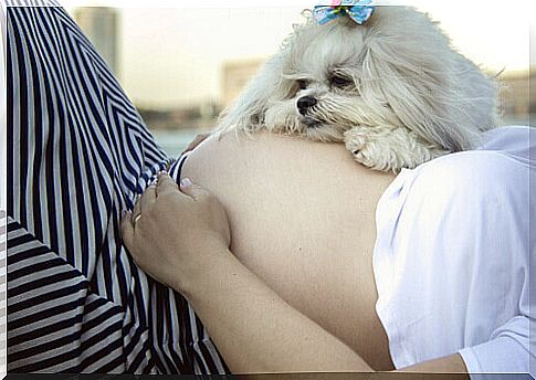 Dogs and babies: how to prepare for the arrival of a baby