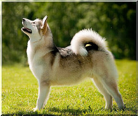 Alaskan malamute