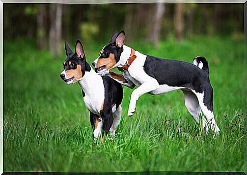 two Basenjis in the woods