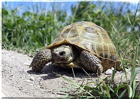 Turtle walks on the sand