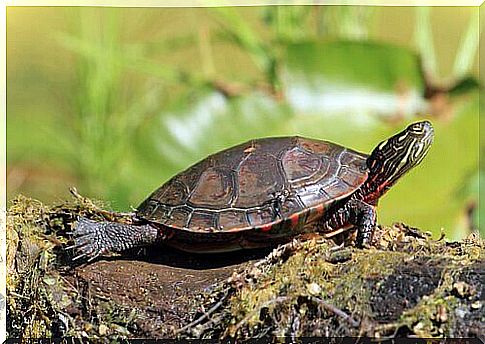 Painted Marsh Turtle 