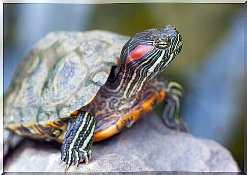 Red-eared turtle on a stone