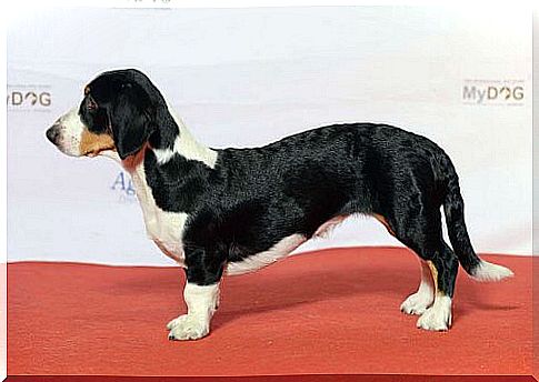 Drever, the short-legged hound of Sweden