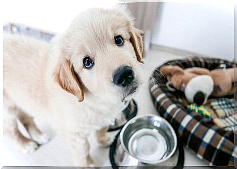 White puppy next to bowl and doghouse