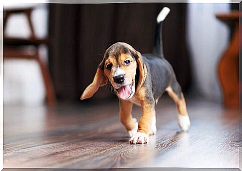 Beagle indoors with tail up and tongue out