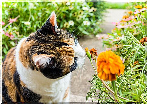 Cat sniffing an orange flower