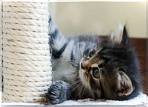 kitten plays with scratching post