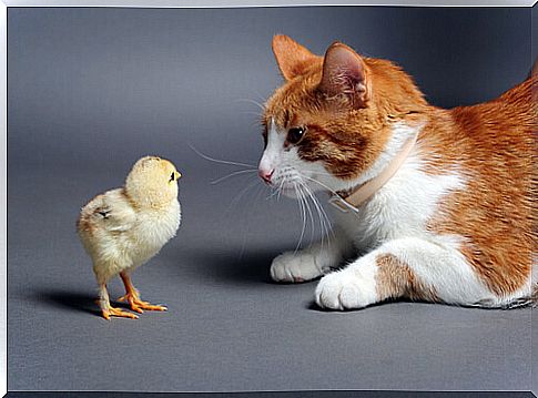 Cat and chick