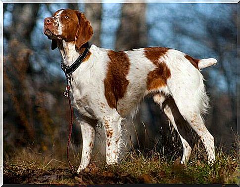 Epagneul Breton, a versatile and very affectionate dog