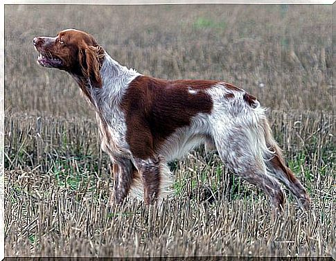 Epagneul Breton bianco e marrone nel prato