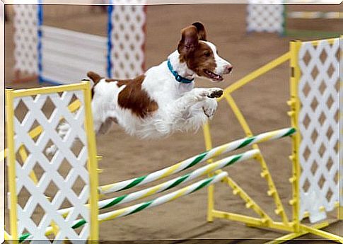 una prova di agility dog realizzata da un Epagneul Breton