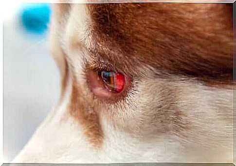 Eye effusions in dogs: how to treat them