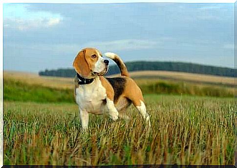 Beagle in a field