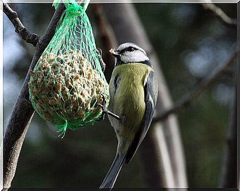 a little bird eats from a cluster of seedlings