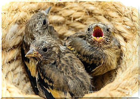 A nest with three chicks