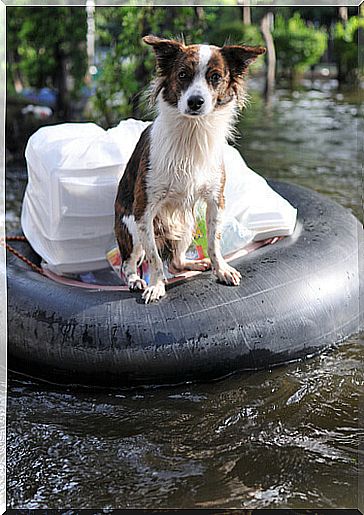 little dog floats on tire